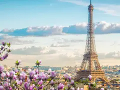 Eiffelturm in Paris, umgeben von blühenden Magnolien. Ein Muss, was man in Paris gesehen haben muss, besonders im Frühling.