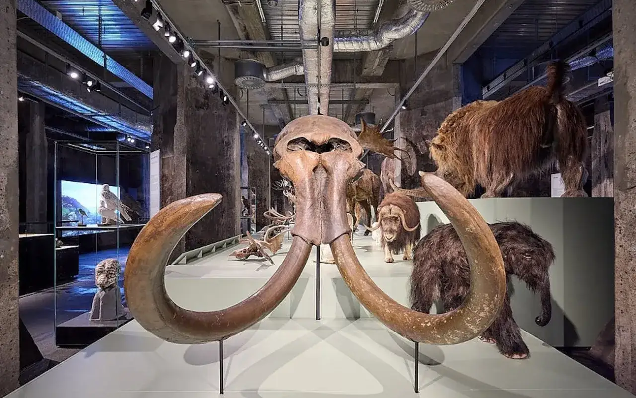 Mammutsch&auml;del mit Sto&szlig;z&auml;hnen im Fokus einer zollverein ausstellung. Im Hintergrund weitere ausgestopfte Tiere der Eiszeit.
